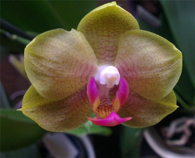 phalaenopsis brother sara gold